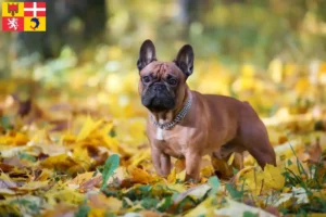Read more about the article French Bulldog breeders and puppies in Auvergne-Rhône-Alpes