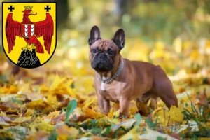 Read more about the article French Bulldog breeders and puppies in Burgenland