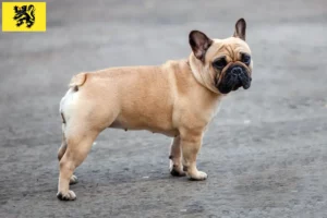 Read more about the article French Bulldog breeders and puppies in Flanders