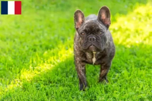 Read more about the article French Bulldog breeders and puppies in Guadeloupe