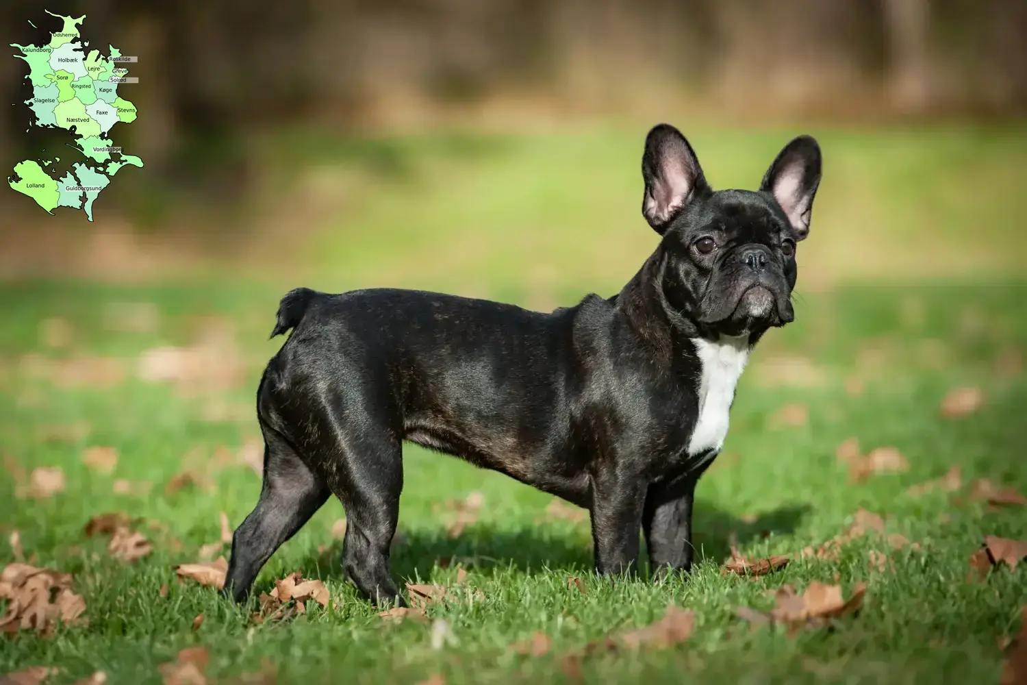 French Bulldog puppies and breeders Sjælland Find French Bulldog breeders in Sjælland here.