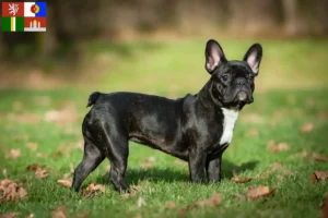 Read more about the article French Bulldog breeders and puppies in South Bohemia