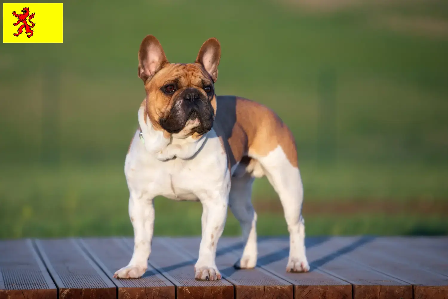 Read more about the article French Bulldog breeders and puppies in South Holland