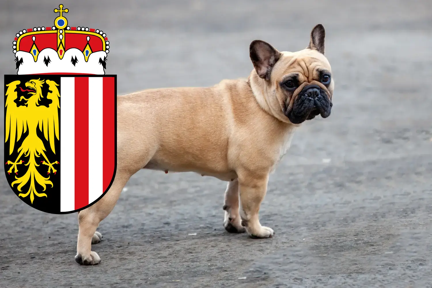 French Bulldog puppies and breeders Upper Austria Here you can find French Bulldog breeders in Upper Austria.