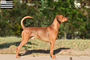 Read more about the article German Pinscher breeder and puppies in Brittany