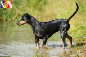 Read more about the article German Pinscher breeder and puppies in Grand Est