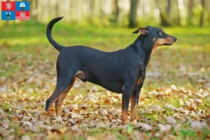 Read more about the article German Pinscher breeder and puppies in Karlsbad