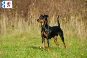 Read more about the article German Pinscher breeder and puppies in Nouvelle-Aquitaine