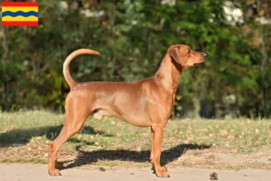 Read more about the article German Pinscher breeder and puppies in Overijssel
