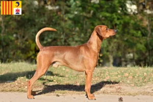 Read more about the article German Pinscher breeders and puppies in Provence-Alpes-Côte d’Azur