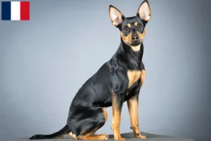 Read more about the article German Pinscher breeder and puppies on Réunion