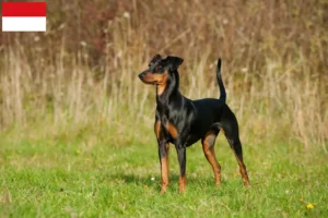 Read more about the article German Pinscher breeder and puppies in Vienna