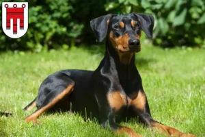 Read more about the article German Pinscher breeder and puppies in Vorarlberg