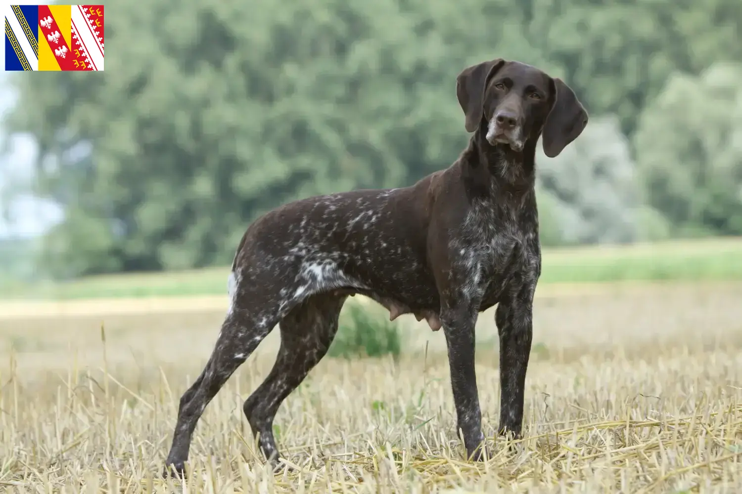 German Shorthair puppies and breeder Grand Est Find German Shorthair breeders in Grand Est here.