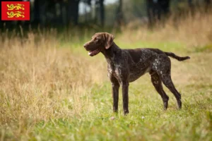 Read more about the article German Shorthair breeders and puppies in Normandy