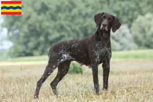 Read more about the article German Shorthair breeders and puppies in Overijssel