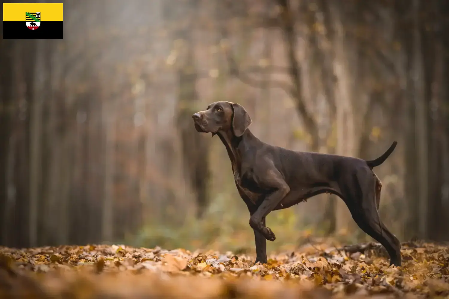 German Shorthair puppies and breeders Saxony-Anhalt Here you can find German Shorthair breeders in Saxony-Anhalt.