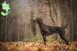 Read more about the article German Shorthair breeders and puppies in Sjælland