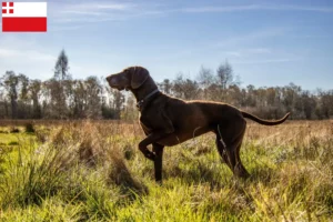 Read more about the article German Shorthair breeders and puppies in Utrecht
