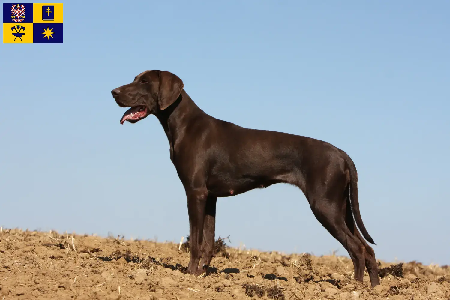 German Shorthair puppies and breeders Zlín Here you can find German Shorthair breeders in Zlín.