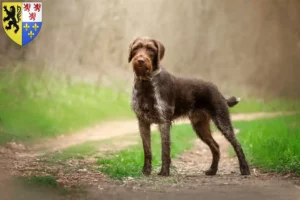 Read more about the article German Wirehair breeders and puppies in Hauts-de-France