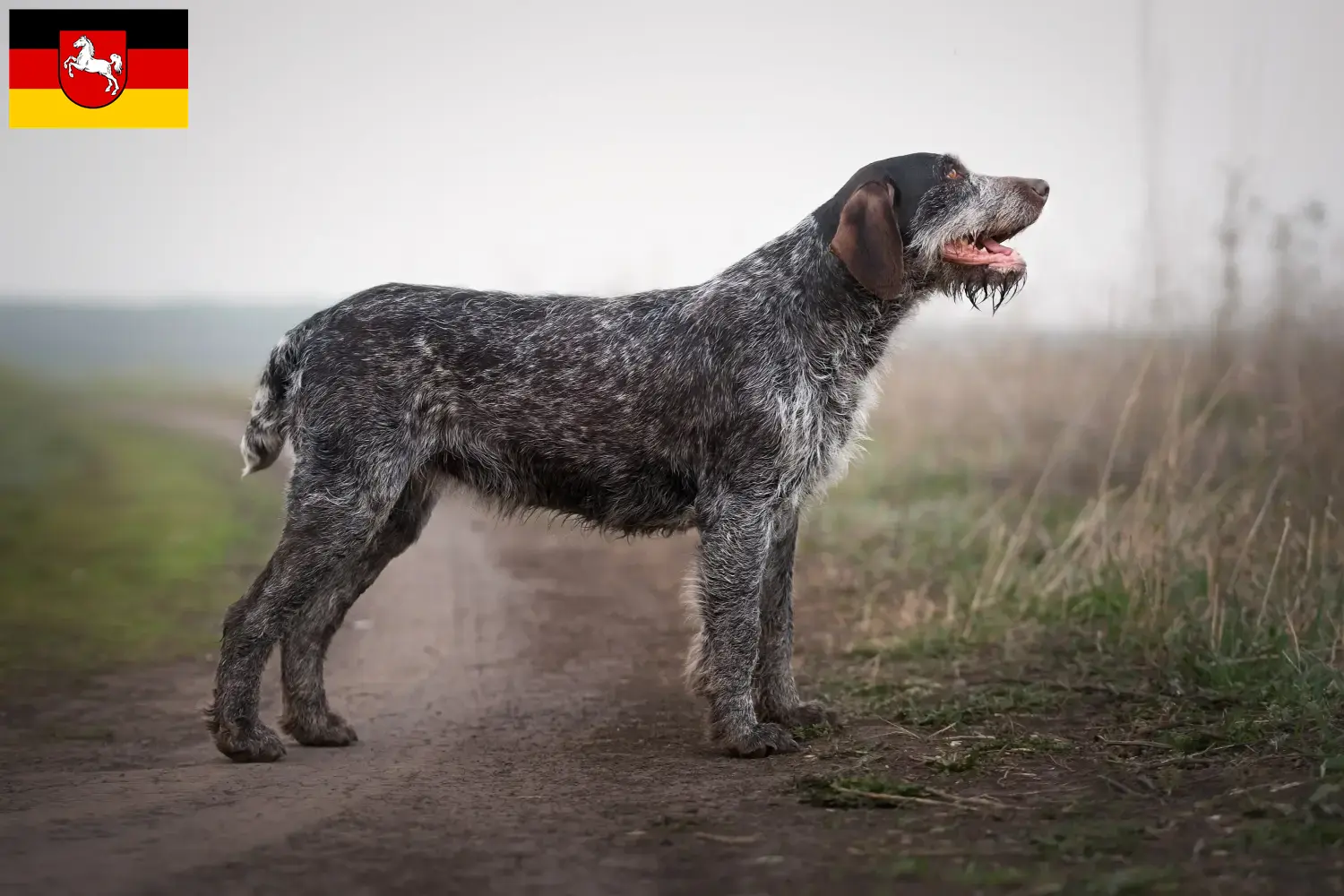 German Wirehaired Puppies and Breeder Lower Saxony Here you can find Deutsch Drahthaar breeders in Lower Saxony.