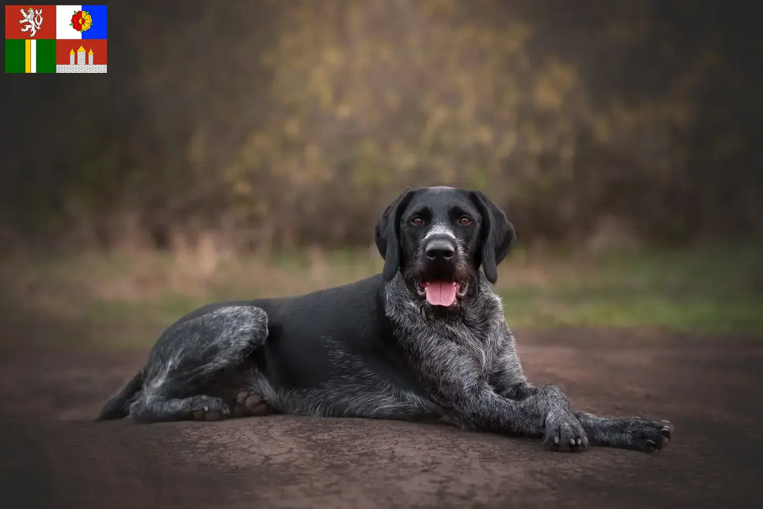 Read more about the article German Wirehair breeders and puppies in South Bohemia
