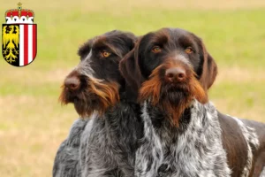 Read more about the article Deutsch Drahthaar breeders and puppies in Upper Austria