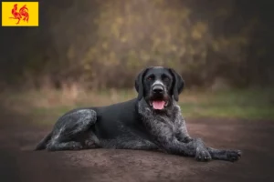 Read more about the article German Wirehair breeders and puppies in Walloon Region