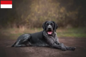 Read more about the article Deutsch Drahthaar breeders and puppies in Vienna