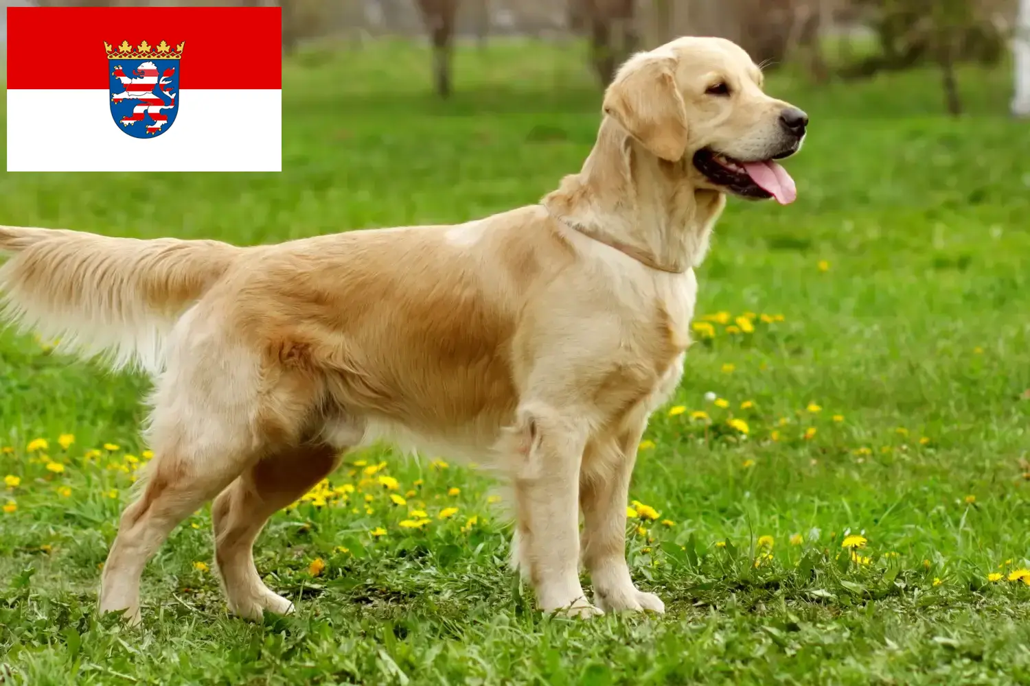 Golden Retriever puppies and breeders Hessen Here you can find Golden Retriever breeders in Hessen.