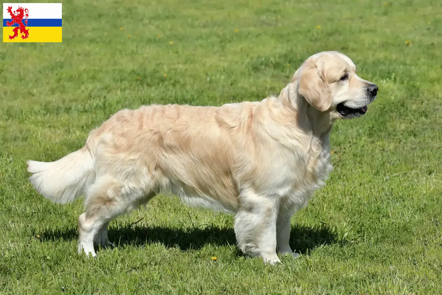 Read more about the article Golden Retriever breeders and puppies in Limburg