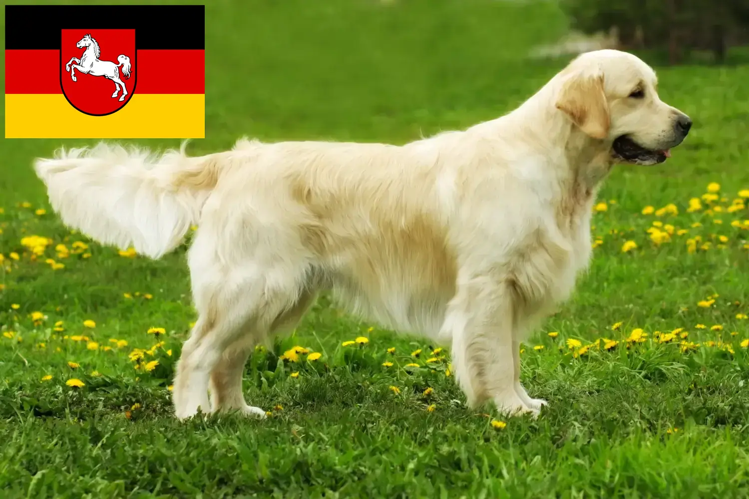 Golden Retriever puppies and breeders Lower Saxony Here you can find Golden Retriever breeders in Lower Saxony.