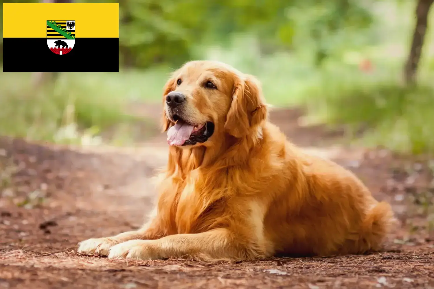 Golden Retriever puppies and breeders Saxony-Anhalt Here you can find Golden Retriever breeders in Saxony-Anhalt.