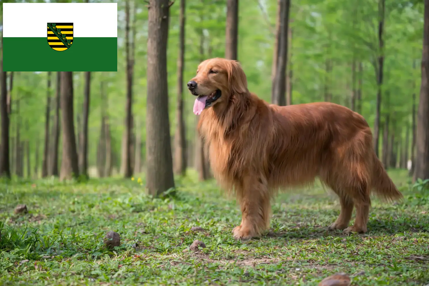 Golden Retriever puppies and breeders Saxony Here you can find Golden Retriever breeders in Saxony.