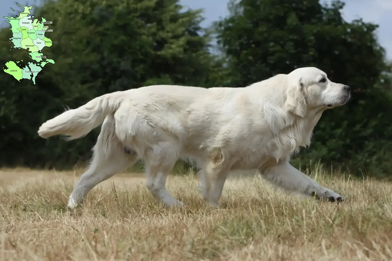 Golden Retriever puppies and breeders Sjælland Find Golden Retriever breeders in Sjælland.