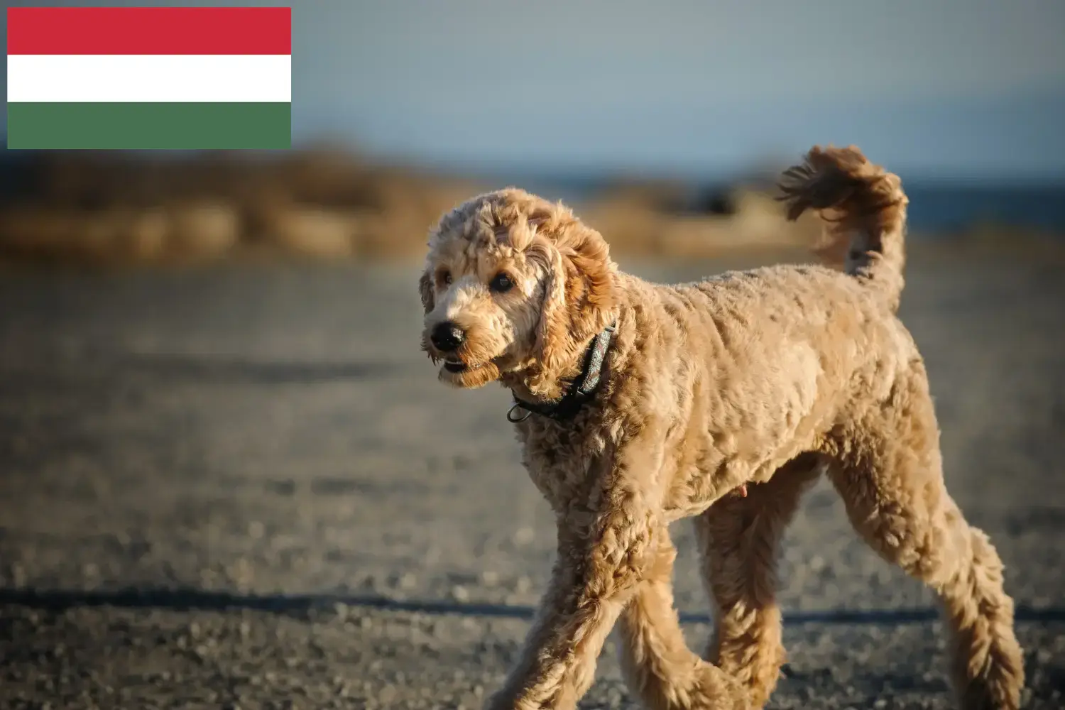 Goldendoodle puppies and breeders Hungary Here you can find Goldendoodles breeders in Hungary.