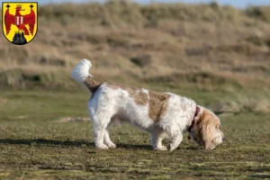 Read more about the article Grand Basset Griffon Vendéen breeders and puppies in Burgenland