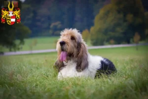 Read more about the article Grand Basset Griffon Vendéen breeders and puppies in Carinthia