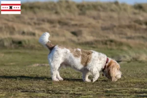 Read more about the article Grand Basset Griffon Vendéen breeders and puppies in Drenthe