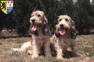 Read more about the article Grand Basset Griffon Vendéen breeders and puppies in Hauts-de-France