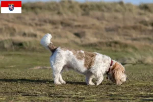Read more about the article Grand Basset Griffon Vendéen breeders and puppies in Hessen