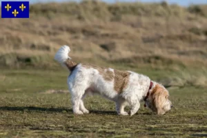 Read more about the article Grand Basset Griffon Vendéen breeders and puppies in Île-de-France