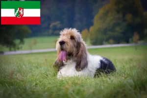 Read more about the article Grand Basset Griffon Vendéen breeders and puppies in North Rhine-Westphalia