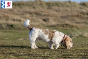 Read more about the article Grand Basset Griffon Vendéen breeders and puppies in Nouvelle-Aquitaine