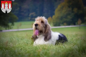 Read more about the article Grand Basset Griffon Vendéen breeders and puppies in Salzburg