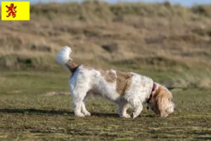 Read more about the article Grand Basset Griffon Vendéen breeders and puppies in South Holland
