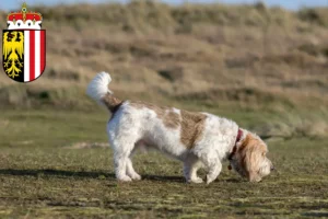 Read more about the article Grand Basset Griffon Vendéen breeders and puppies in Upper Austria