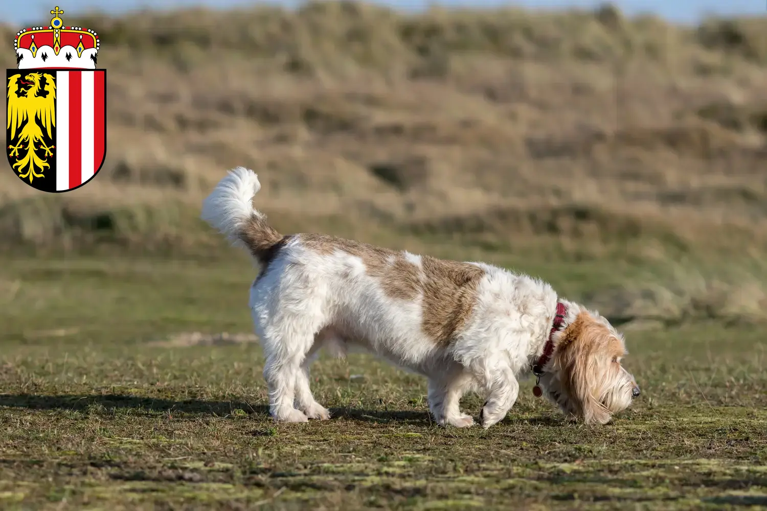 Grand Basset Griffon Vendéen puppies and breeders Upper Austria Find Grand Basset Griffon Vendéens breeders in Upper Austria.
