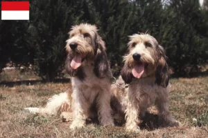 Read more about the article Grand Basset Griffon Vendéen breeders and puppies in Vienna
